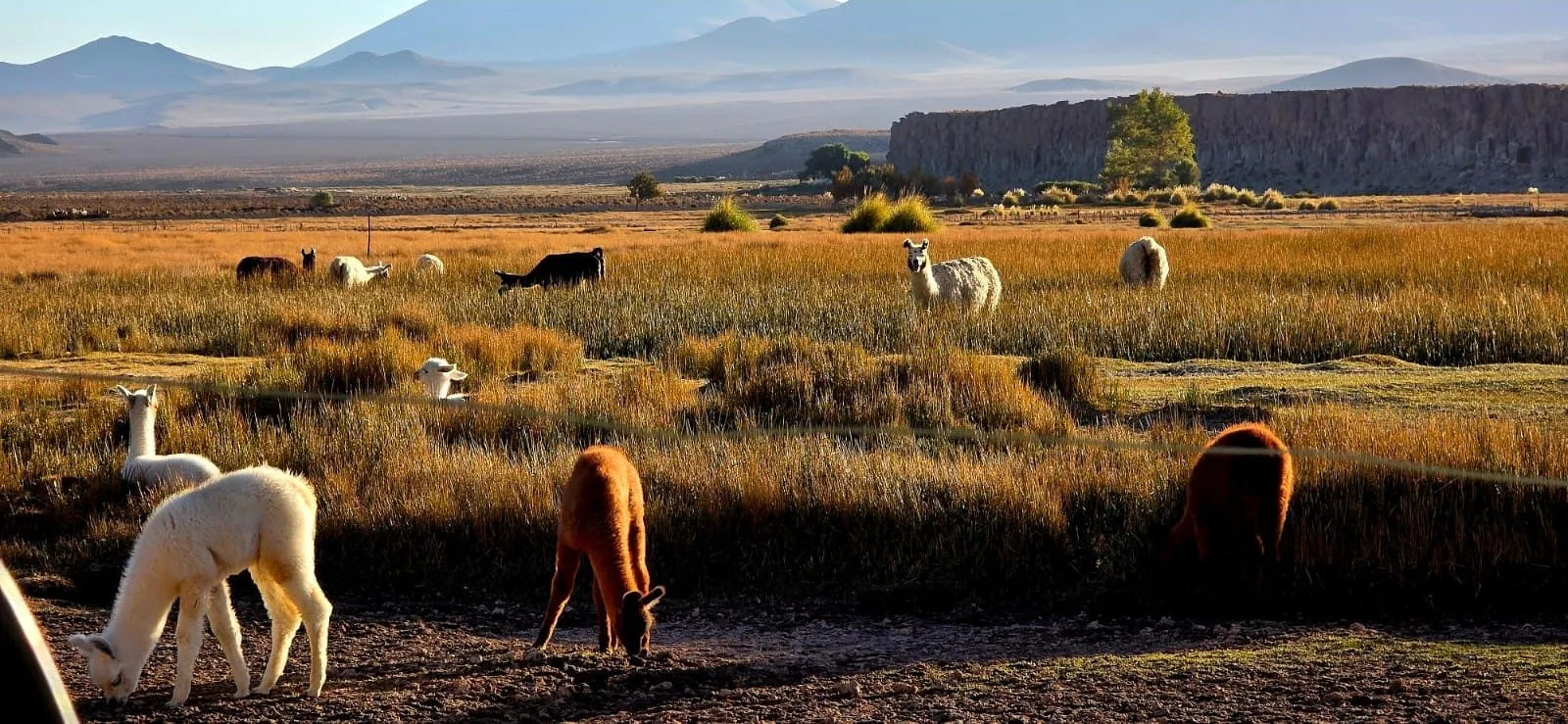 Llamas pastando en una vega de pasto dorado, con montañas al fondo
