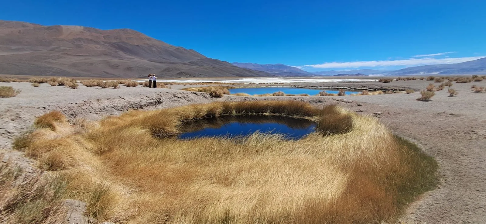 Una vertiente rodeada de pasto amarillo en el salar, con montañas y un cielo azul al fondo