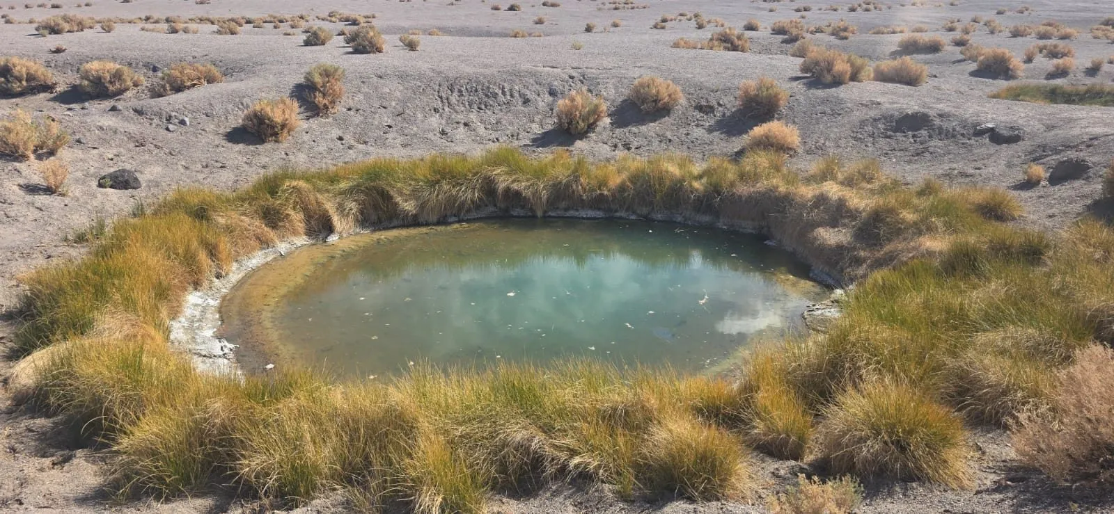 Una vertiente de agua verdosa rodeada de paja brava sobre el suelo del salar