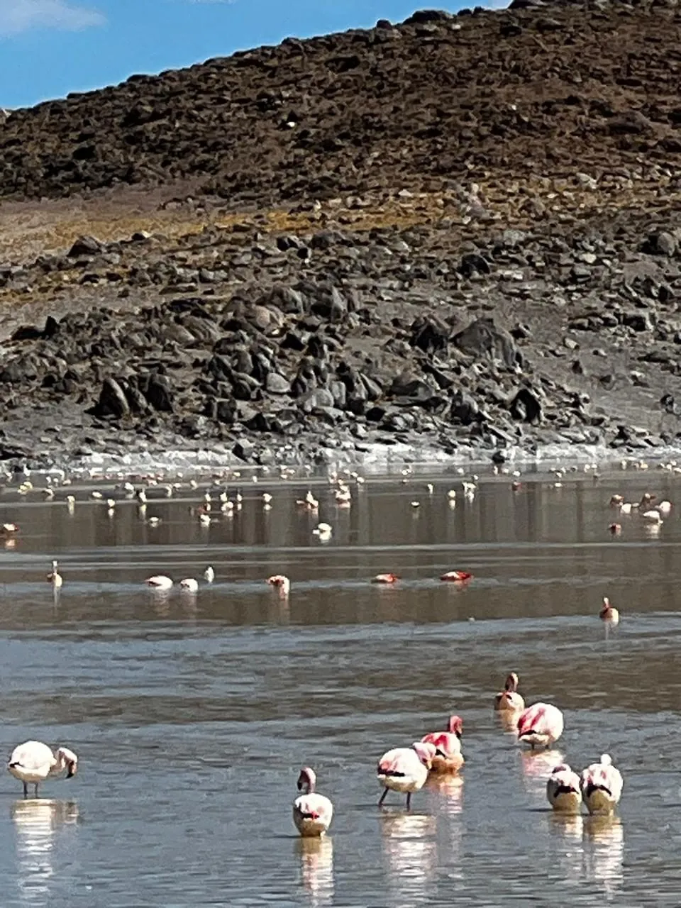 Flamencos rosados en el agua de una laguna al pie de un cerro de roca oscura
