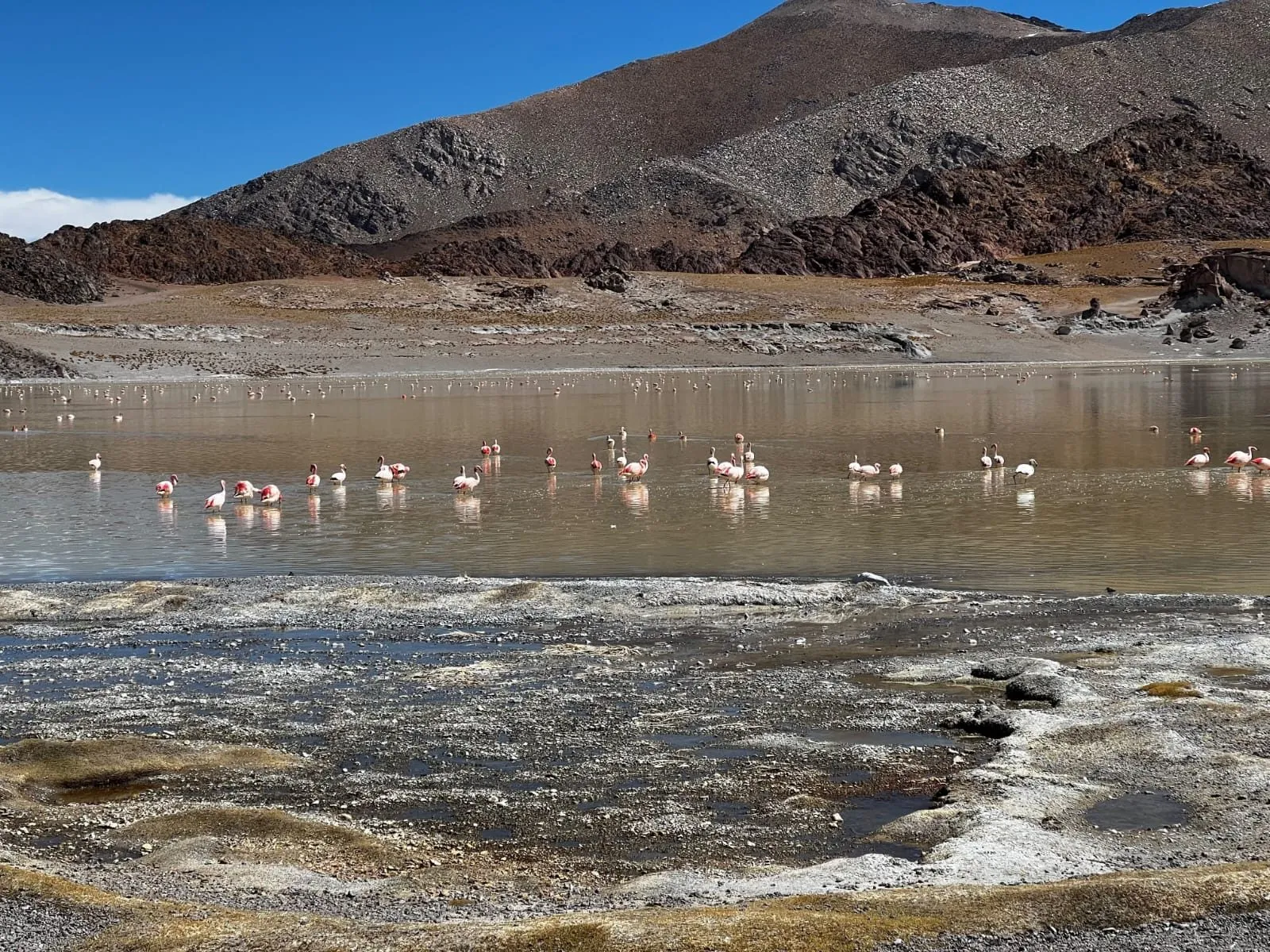 Flamencos en una laguna de aguas someras con un cerro oscuro al fondo